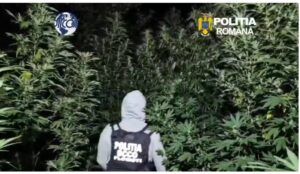 DOUĂ PERSOANE CERCETATE PENTRU TRAFIC DE DROGURI DE RISC